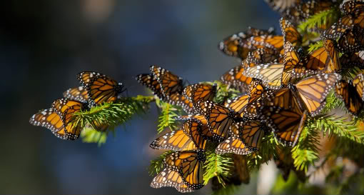 monarch butterflies