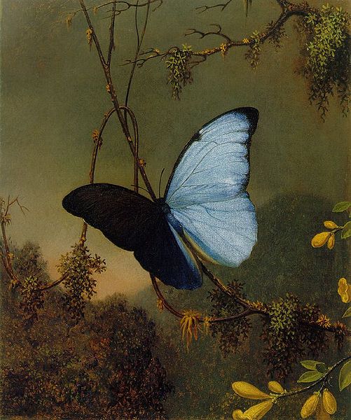 501px-martin_johnson_heade_-blue_morpho_butterfly_atc